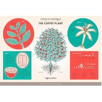 Anatomy Of Coffee Plant Poster - SCAA